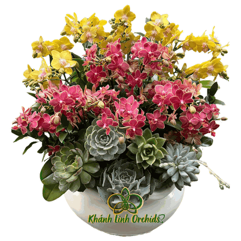 Lan Hồ Điệp Mini Phối Màu Nhị Sắc 10 Gốc - DS011