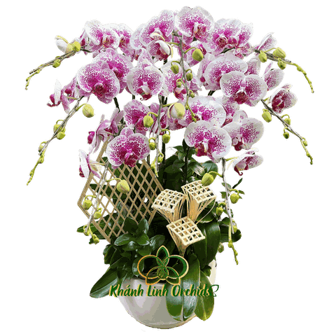 Lan Hồ Điệp Trắng Điểm Chấm Pháp 8 Cành - DB030