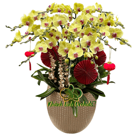 Lan Hồ Điệp Vàng Thần Tài 15 Cành - HDV072