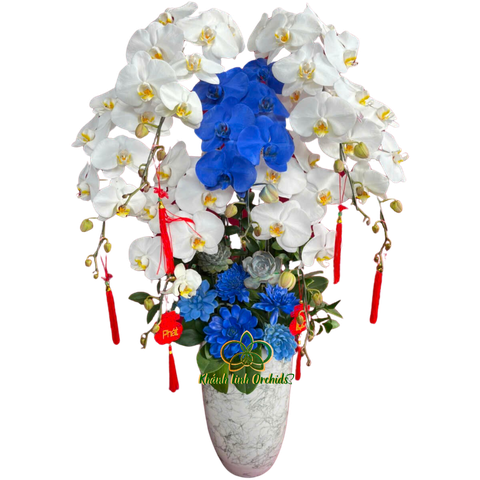 Lan Hồ Điệp Phối Màu Trắng  Xanh Biển 7 Cành - VIP012