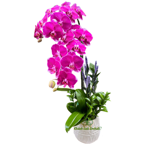 Lan Hồ Điệp Tím Đột Biến 2 Cành - HDT034