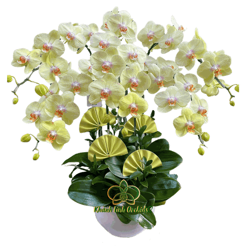 Lan Hồ Điệp Xanh Bơ 5 Cành - HDX011