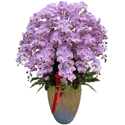 Lan Hồ Điệp Hồng Ngọt Ngào 30 Cành - HDH050