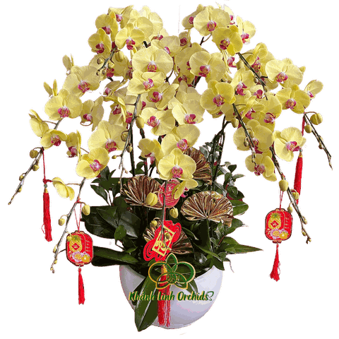 Lan Hồ Điệp Vàng Tươi 9 Cành - HDV076