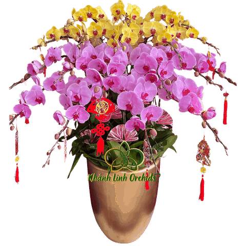 Lan Hồ Điệp Phối Màu Vàng Hồng Phấn 18 Cành - DS013