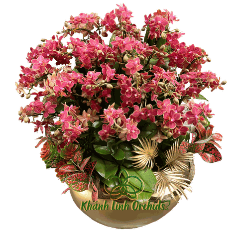 Lan Hồ Điệp Mini Cam Lửa 15 Gốc - MN016