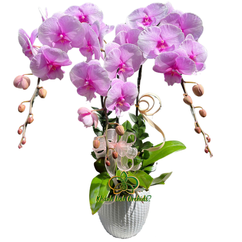 Lan Hồ Điệp Hồng Phớt 3 Cành - HDH036