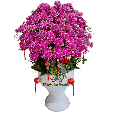 Lan Hồ Điệp Tím Đậm Đột Biến 45 Cành - DB031