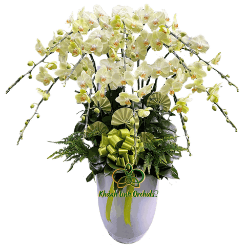 Lan Hồ Điệp Xanh Cốm 512 15 Cành - HDX012