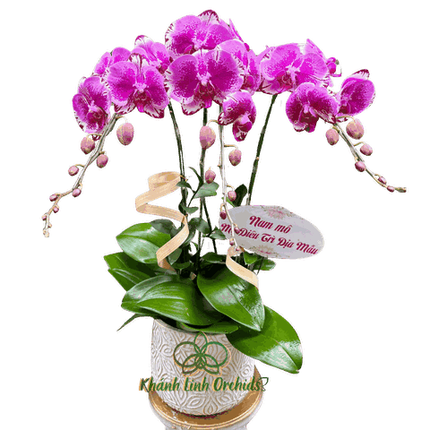 Lan Hồ Điệp Tím Đột Biến 3 Cành - Tím Vân Thanh Khiết - DB11