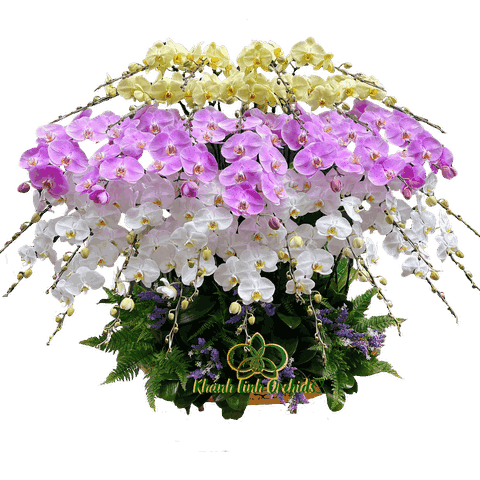 Thuyền Lan Hồ Điệp Phối Màu 35 Cành - THD04