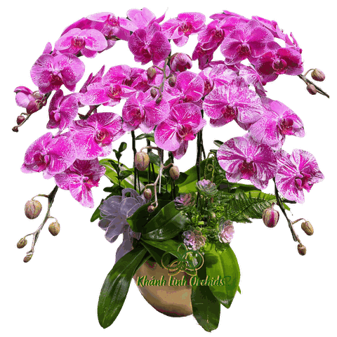 Lan Hồ Điệp Tím Đột Biến 6 Cành - DB033