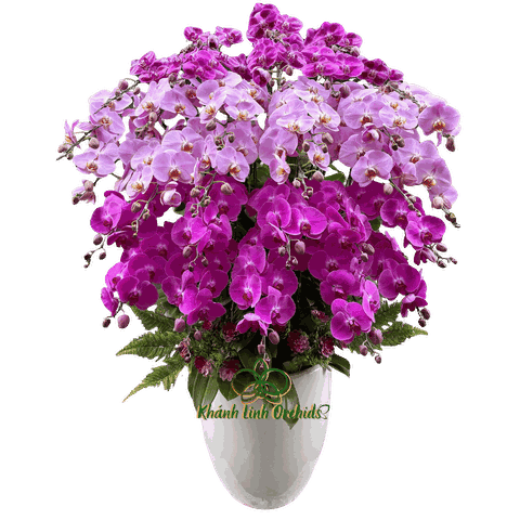 Lan Hồ Điệp Phối Màu Tam Sắc 30 Cành - DS024