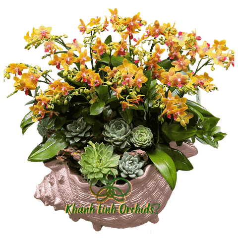 Lan Hồ Điệp Mini Cam 10 Gốc Tiểu Cảnh - MN017