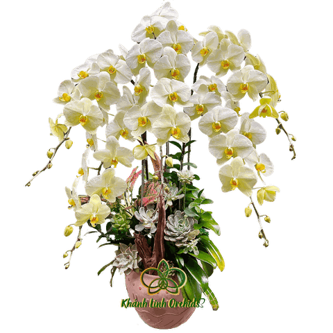 Lan Hồ Điệp Xanh Bơ Tiểu Cảnh 5 Cành - HDX009