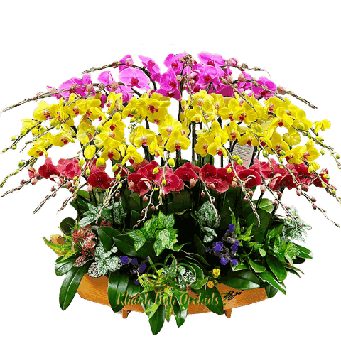 Thuyền Lan Hồ Điệp 35 Cành - Vĩnh Kết Đồng Tâm - THD02