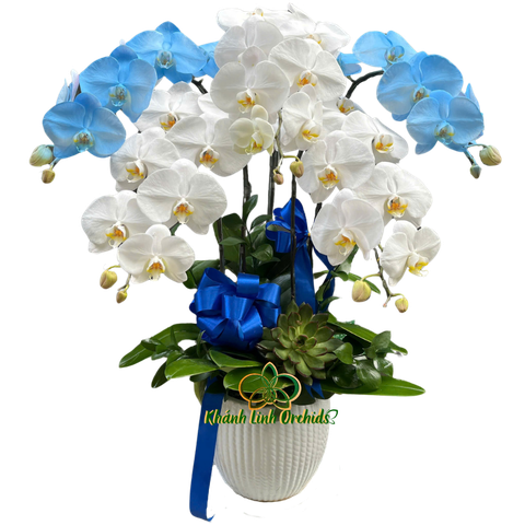 Lan Hồ Điệp Phối Trắng Và Xanh Dương 5 Cành - VIP09