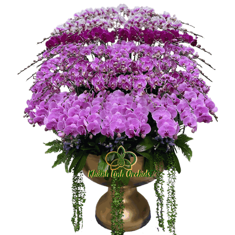 Lan Hồ Điệp Phối Màu Ngũ Sắc 79 Cành - DS03