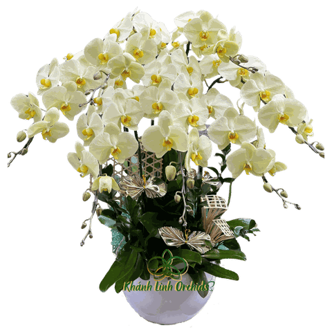 Lan Hồ Điệp Xanh Bơ 7 Cành - HDX017