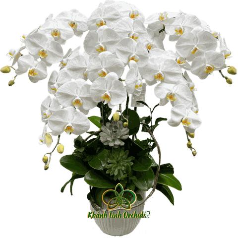 Lan Hồ Điệp Trắng Thanh Nhã 5 Cành - HDW015