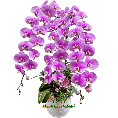 Lan Hồ Điệp Hồng Anna 3 Cành - HDH033