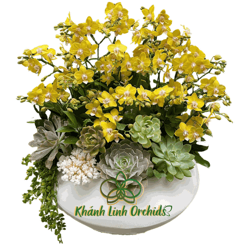 Lan Hồ Điệp Mini Vàng Điểm Trắng 10 Gốc - MN018