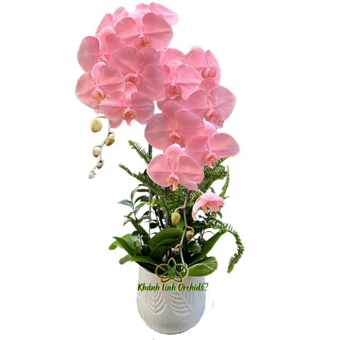 Lan Hồ Điệp Hồng Pastel 2 Cành - VIP010