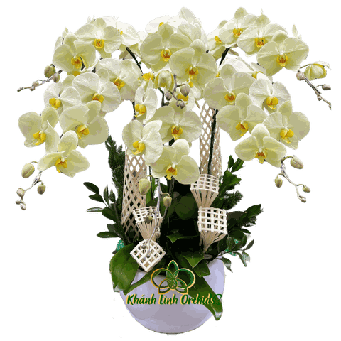 Lan Hồ Điệp Xanh Bơ 6 Cành  - HDX014