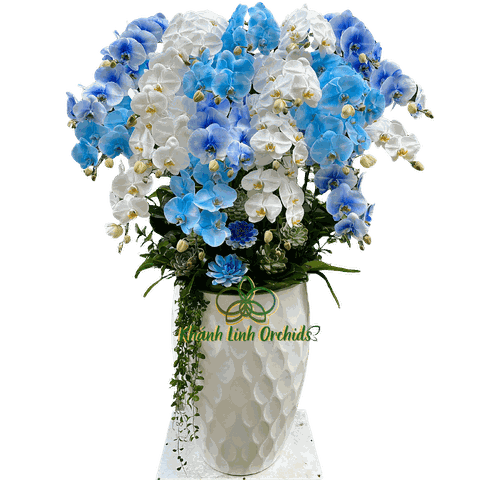 Lan Hồ Điệp Phun Màu Xanh Biển 21 Cành - Đại Dương Xanh - VIP05