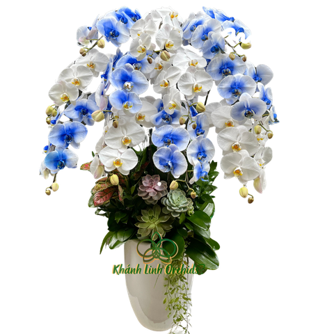 Lan Hồ Điệp Phun Màu Xanh Biển 11 Cành - Lam Ngọc Thanh Bình - VIP06