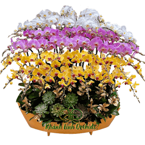 Thuyền Lan Hồ Điệp 45 Cành Tam Sắc - Du Sơn Ngoạn Thủy - THD03