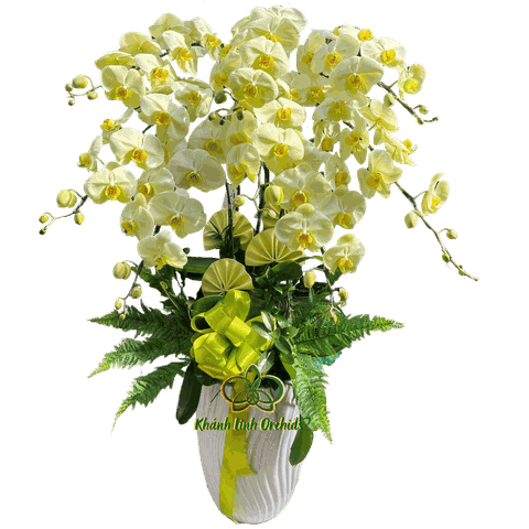 Lan Hồ Điệp Xanh Bơ 8 Cành - HDX010