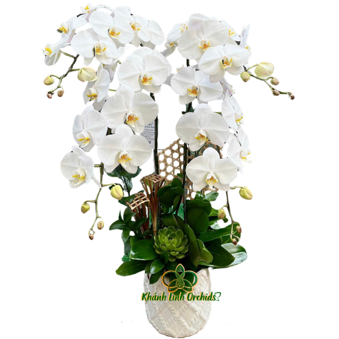 Lan Hồ Điệp Trắng V3 4 Cành - HDW028