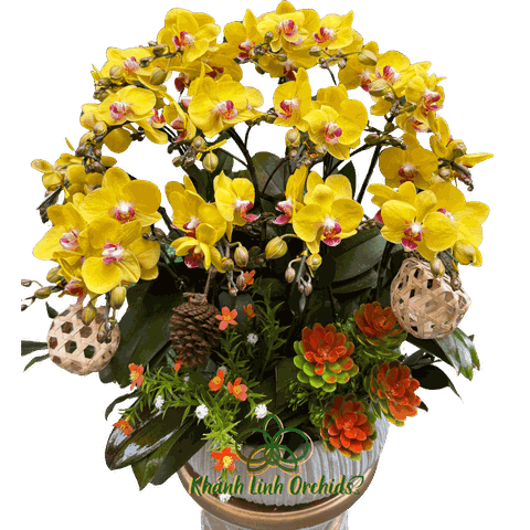 Lan Hồ Điệp Mini Vàng 7 Gốc - MN023