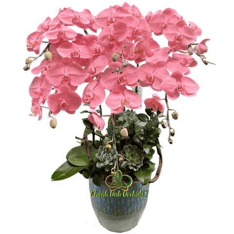 Lan Hồ Điệp Phun Màu Hồng Pastel 6 Cành - VIP011