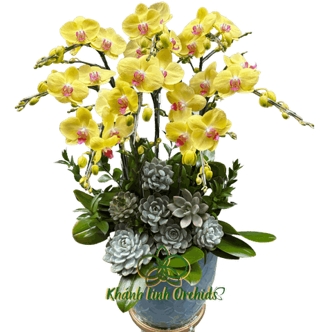 Lan Hồ Điệp Vàng Chanh 8 Cành - HDV082