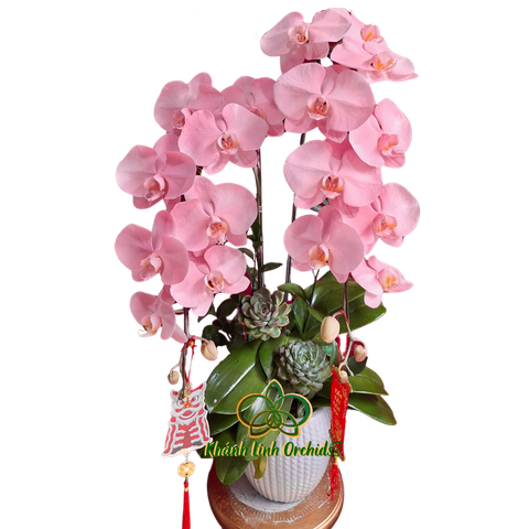 Lan Hồ Điệp Hồng Pastel 2 Cành - VIP013