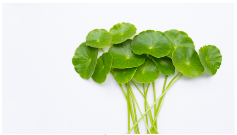 Công dụng kỳ diệu của cây rau má đối với làn da của chúng ta