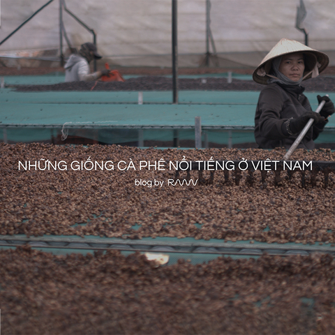 Những giống cà phê nổi tiếng ở Việt Nam