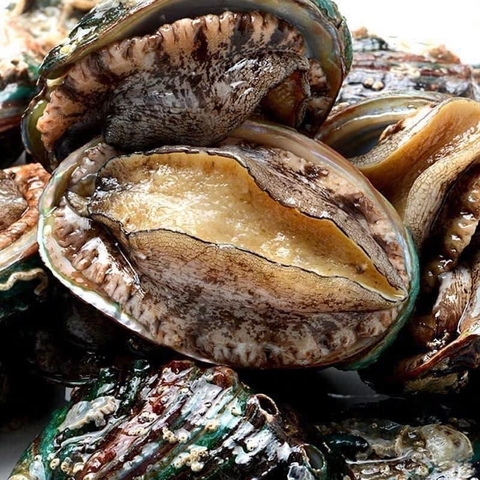 Bào Ngư Hàn Quốc