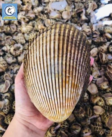 Sò Dương