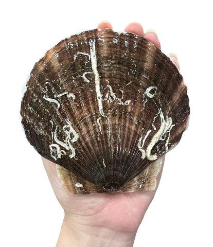 Sò Điệp Nhật Bản