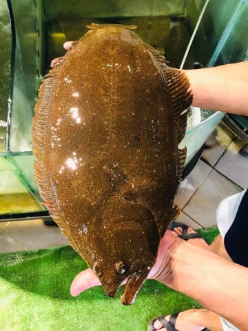 Cá Bơn Hàn Quốc