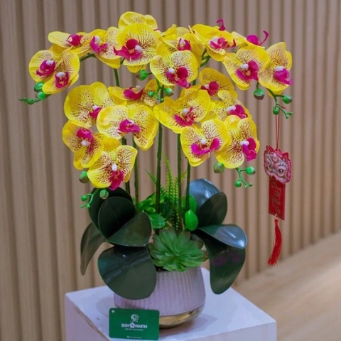 Chậu Hoa Lan Hồ Điệp Màu Vàng Lõi Tím Để Bàn