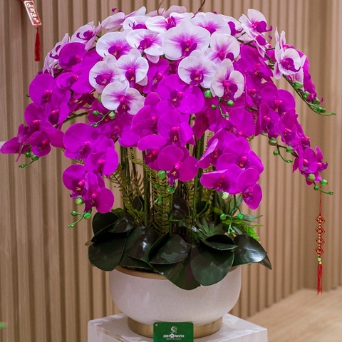 Chậu Hoa Lan Hồ Điệp Màu Tím Mix Trắng Tài Lộc