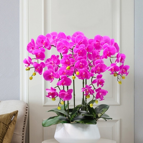 Chậu Hoa Lan Hồ Điệp Màu Tím Quý Phái