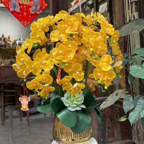 Chậu Lan Hồ Điệp Cao Su Non Màu Vàng – Sang Trọng, Tươi Sáng