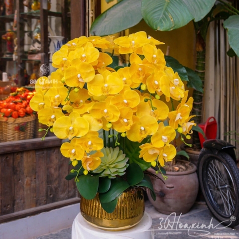 Chậu Lan Hồ Điệp Cao Su Non – 7 Cành Màu Vàng Thanh Lịch