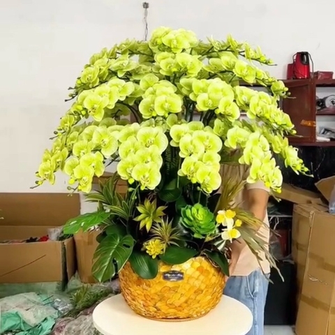Chậu Hoa Lan Hồ Điệp Cao Su Màu Xanh Cốm