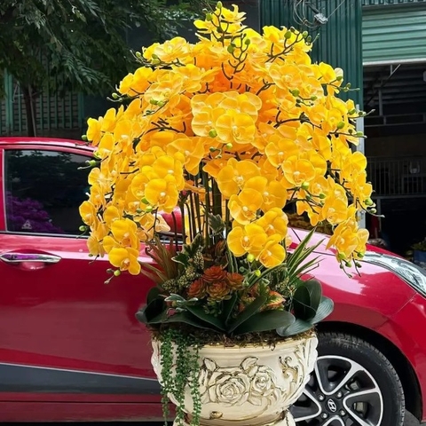 Chậu Hoa Lan Hồ Điệp Cao Su Màu Vàng Chậu Khảm